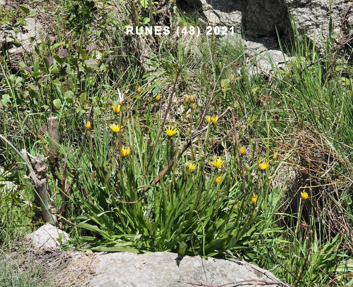 Vipersgrass, Dwarf plant